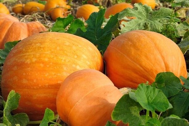 Как правильно формировать и ухаживать за тыквой для богатого урожая