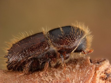 �������������� ����: ��� ���������� � �������� ��������� ���� ������