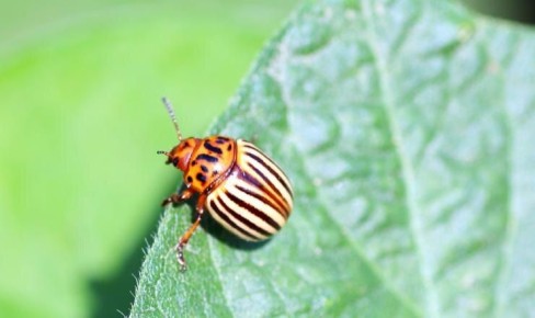 Эффективные способы защиты картофеля от колорадского жука