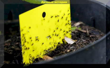 Как избавиться от грибных комариков: биологические методы борьбы