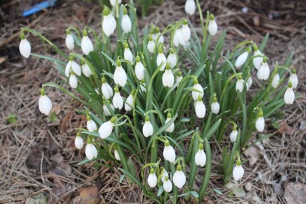 ���������� �����������: ��������� ������ �����