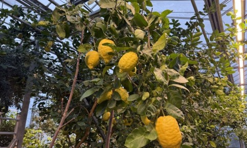 Зимняя сказка в Минском ботаническом саду: последний шанс посетить лимонарий