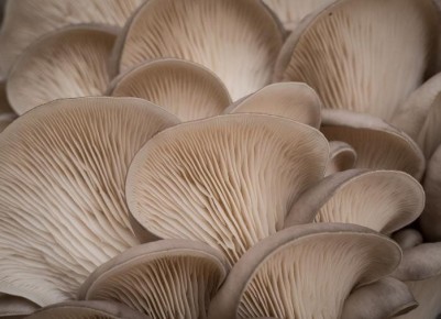 ����������� ������� � �������� ��������: ���� ��� ��������� ������