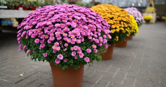 Почему хризантема мультифлора не цвела и как сохранить её до весны?