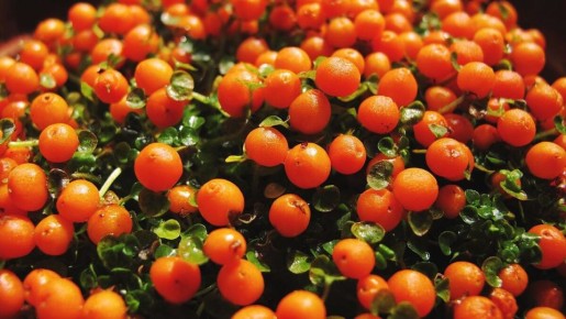 ��� ��������� �������: ������� ��������� �����������