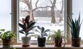 Как подготовить комнатные растения к зимнему периоду
