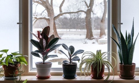 Как подготовить комнатные растения к зимнему периоду