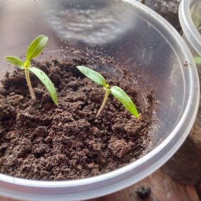 ��� ��������� ������ ��� ���������: ������� � ������