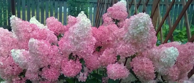Пышное цветение гортензий: секреты ухода