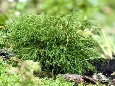 Туя вместо кипарисовика: новый взгляд на садовые растения