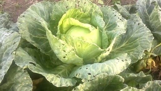 ��� ������ ������� �� ����������: ������� ��������� ������