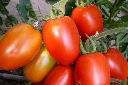 Интересные американские сорта томатов, устойчивые к фитофторозу