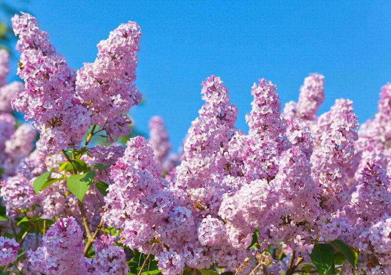 ����������� ������ ����������� ������: ������ ��� ���������