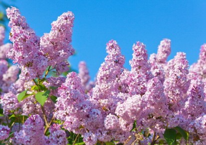 Эффективные методы размножения сирени: советы для садоводов