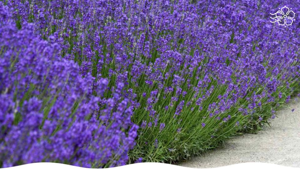 ��� ��������� ��������� ������� �� �����: ��������� ����������