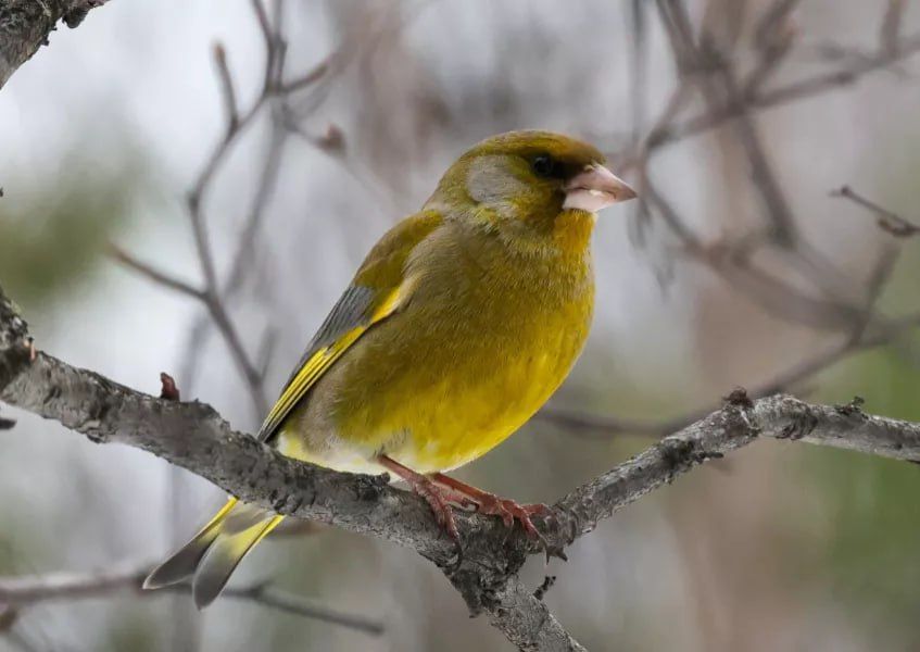 ������ ����, ���������!. � �� �����, ��� �� ���������� ��������� ������� ��������� �������� ������������: ���������, ������� ������� �����, ����� � ���� ���