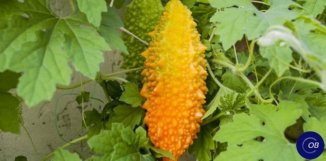 ���������: ������������ ��������, ������� ����� ��������� ����