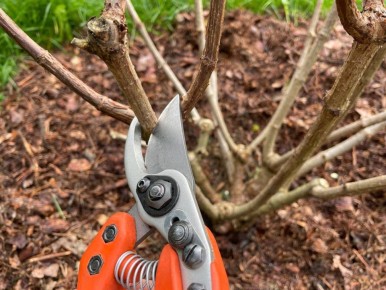 Осенний и весенний уход за гортензиями: практичный список для следующего сезона