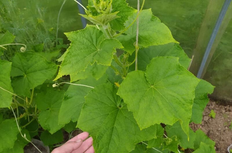 ��� �������� ������������ ������� � ������� �� ����� ������� �����