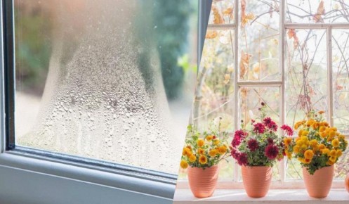Как цветы могут помочь избавиться от конденсата на окнах