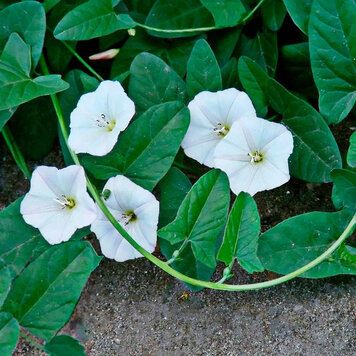 ���������� �������� ������: ������, ������� ����������� ������