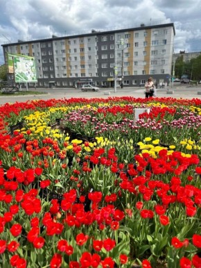 В Мурманске проведут озеленение