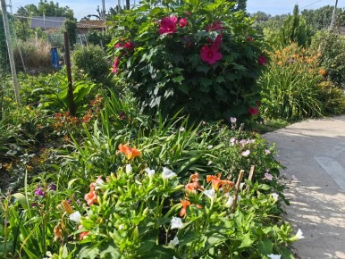 Как высадить рассаду цветов: советы для красивой клумбы