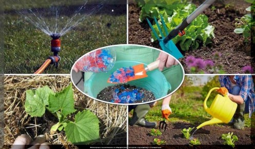 Садовые хлопоты июня: не упустите важные моменты