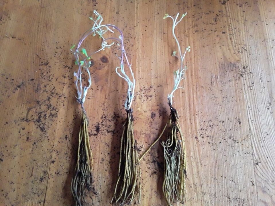 ��� ����, ����� ������� ��������: ����� �� ������� �� ����������