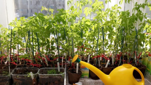 ��� ��������� ����� ������ ��������������: ������� �������� �������