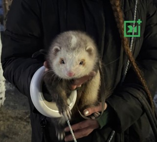 ������ ��������� ����� �������� ���������� ���������