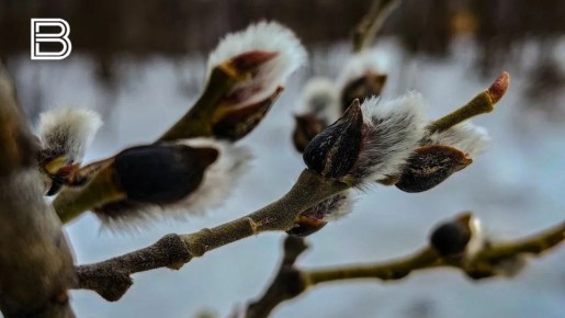 Православные северяне встречают Вербное воскресенье