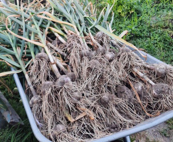 ����� ����� ����� ���������� ������: ������� ����� ������