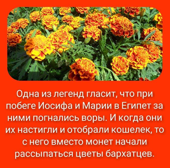 ��������: ������������ �������� ������ ����