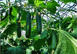 Партенокарпические гибриды: секреты успешного выращивания без опыления