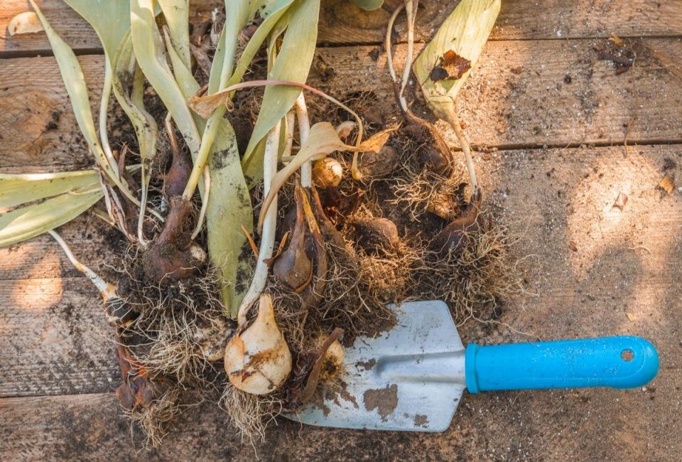 ����� �������� ��������: ������ ������ ��� ���������