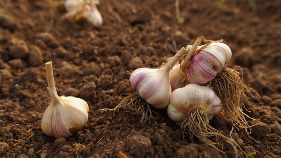 ��� ��������� ������� ������: ��� ������� ���� ��� ���������� ������