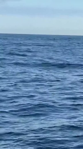 Доброе утро, Заполярье!. У берегов Мурманской области за один день произошли сразу несколько ярких морских встреч – у полуострова Рыбачий заметили беломордых дельфинов, малого полосатика и несколько финвалов