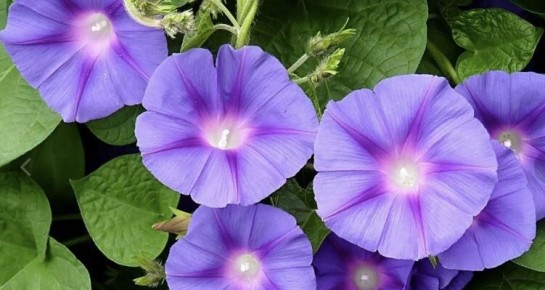 Почему ипомея под запретом: дело не только в красоте