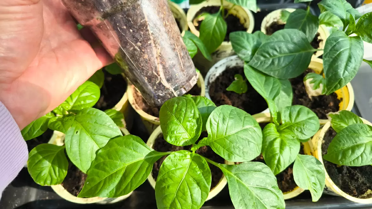 Как добиться крепкой рассады: секреты подкормки томатов и перца