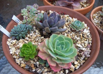 Эффективные методы борьбы с мошками в домашних цветах