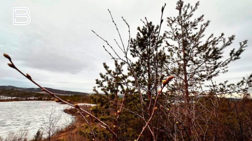 Сухую и прохладную погоду принесет антициклон в Мурманскую область 8 апреля