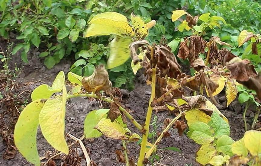 ��� �������� ���� ������ ��������� �� ���������: ������������ ������