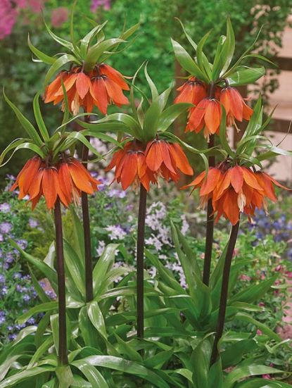 ���� ������ ���������� ����������: ������� � �������������