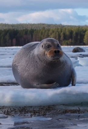 ������ ����, ���������!. ������ ���� � �������� ������ �� ������ ����, ��� ������� ���� ���������� �� ������ � ����� ������