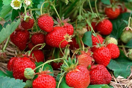 ��� ��������� ������ �������� � ������� ������� �������