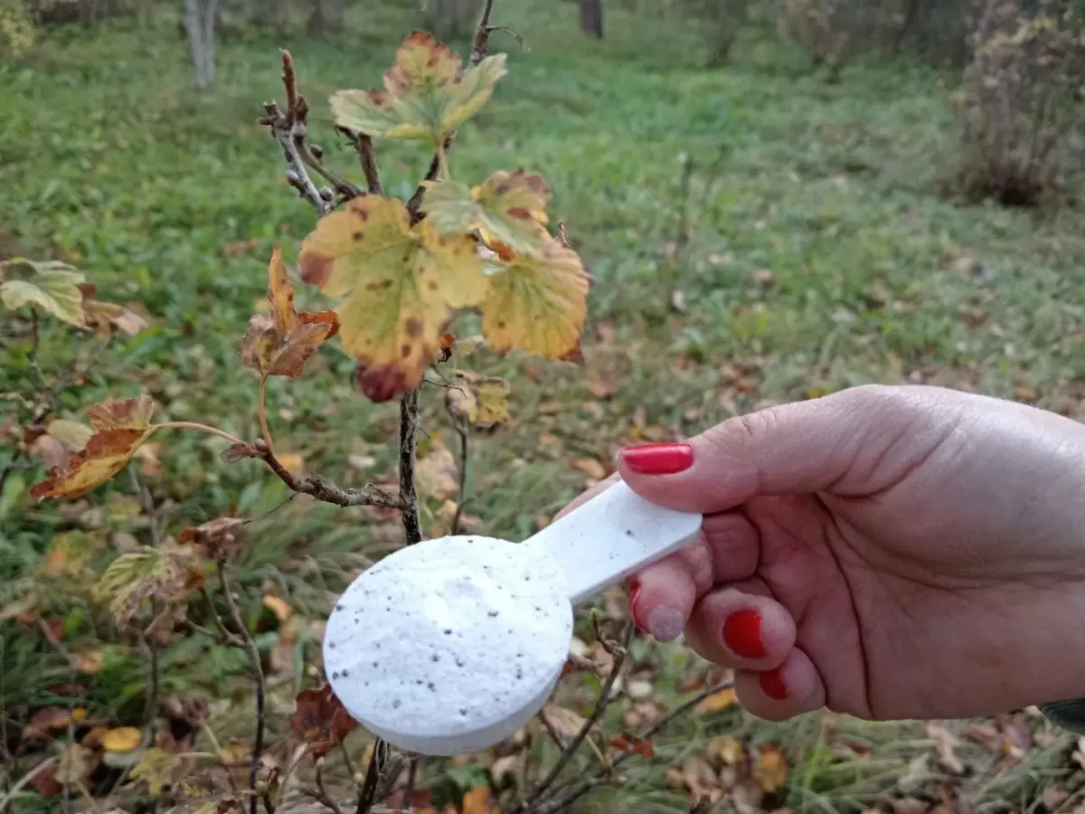 Секреты осенней подкормки смородины для щедрого урожая