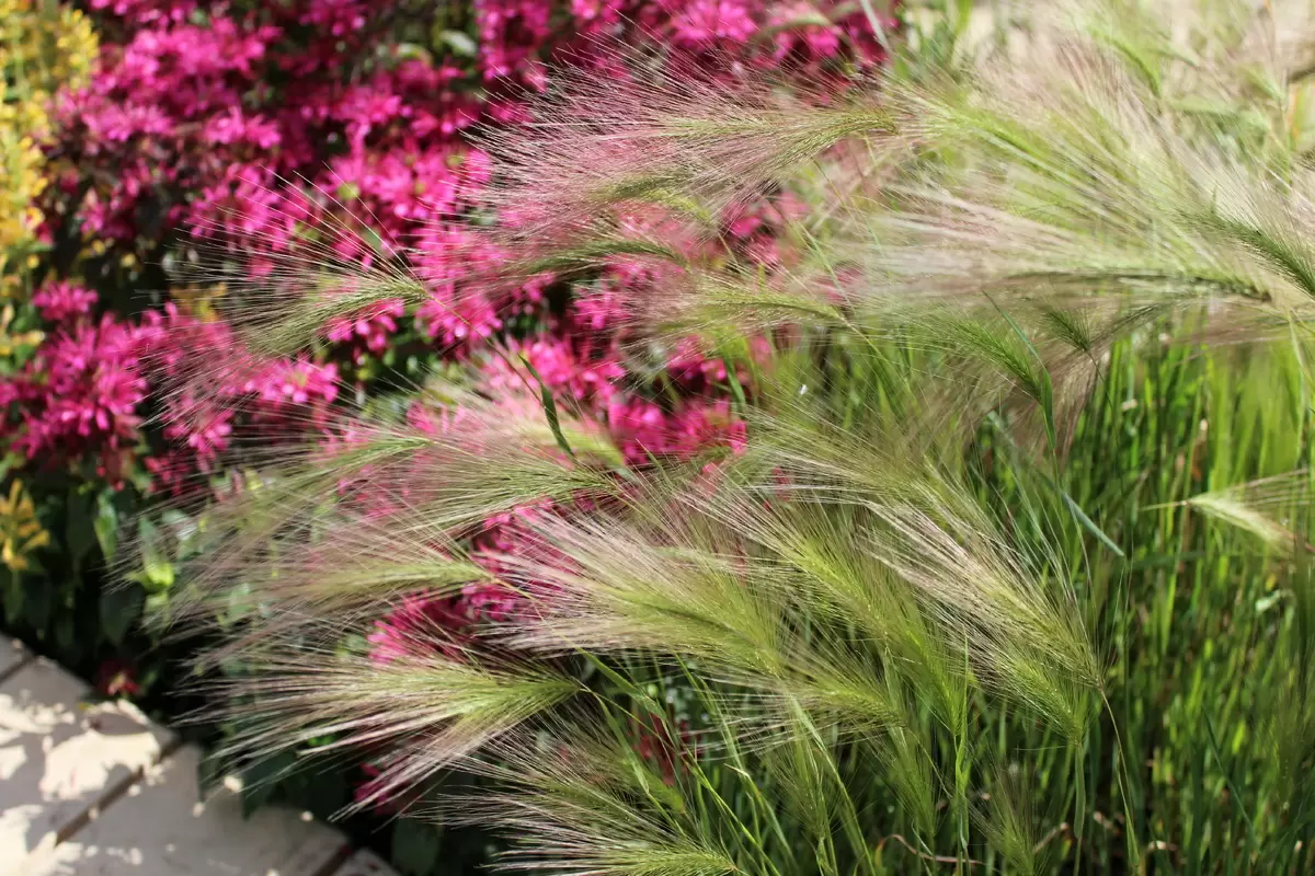 Пушистый партнер вашего цветника: удивительный ячмень гривастый