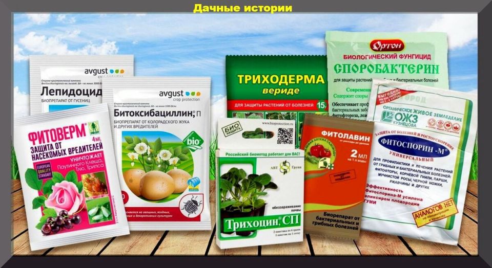 ��� ���������� ��������� �� ������������� ��� ���� � �������