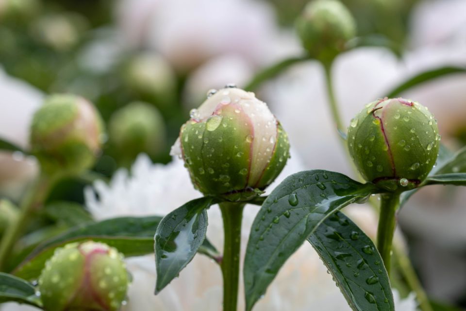 ��� ��� ���������: ��� ��������� ����������� �������